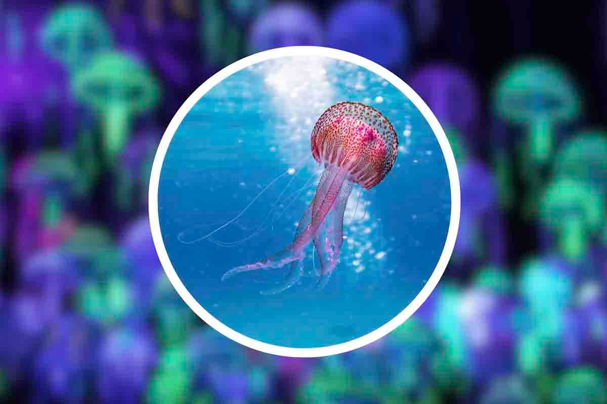 SOS meduse: ecco i luoghi più pericolosi