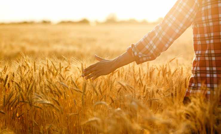 Imprenditore agricolo