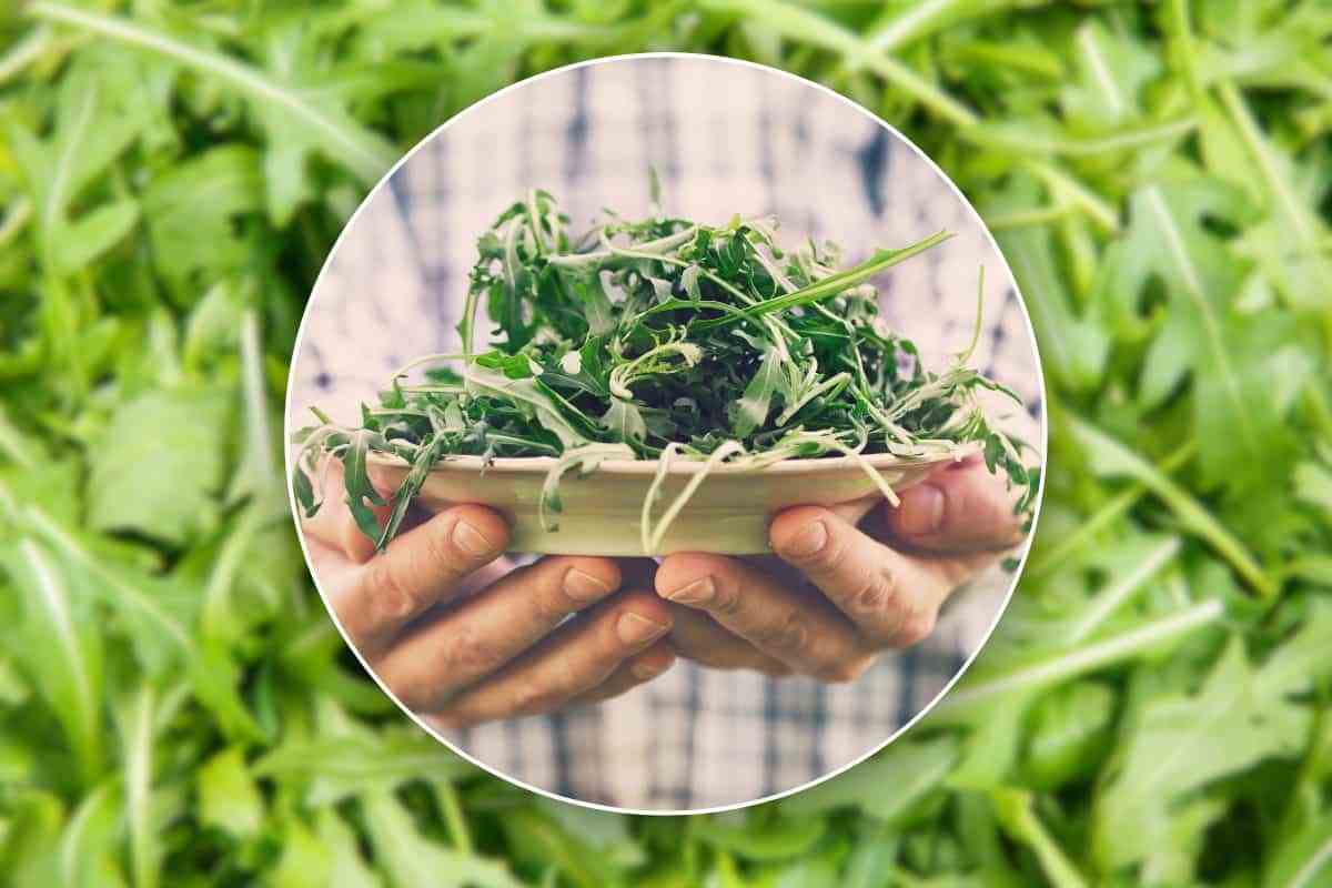 rucola perché dovresti mangiarla