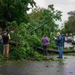 Albero caduto in via corrado lancia, residenti in allerta per la rimozione urgente