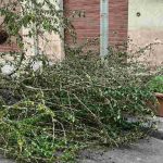 Albero in strada, residenti si mobilitano per la rimozione urgente