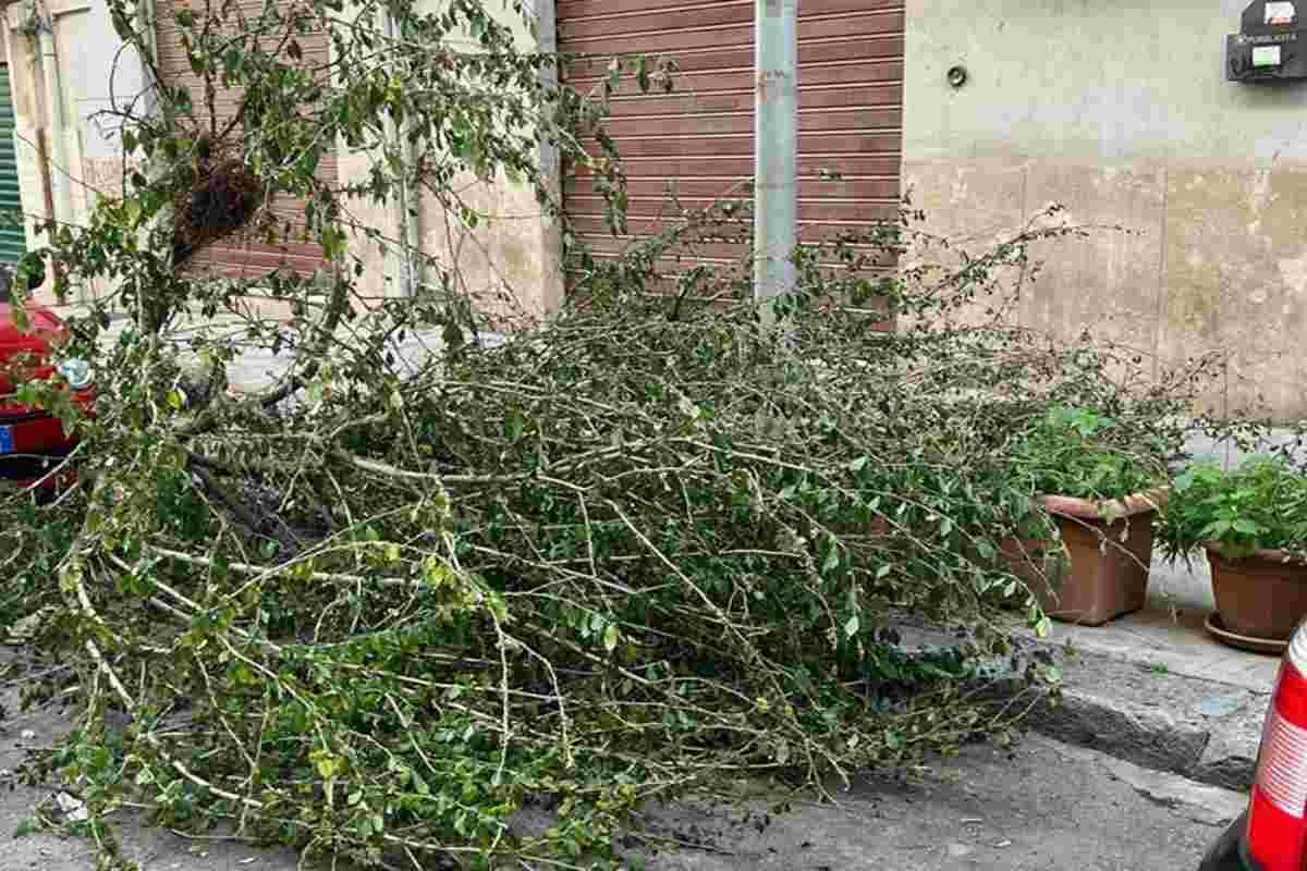 Albero in strada, residenti si mobilitano per la rimozione urgente