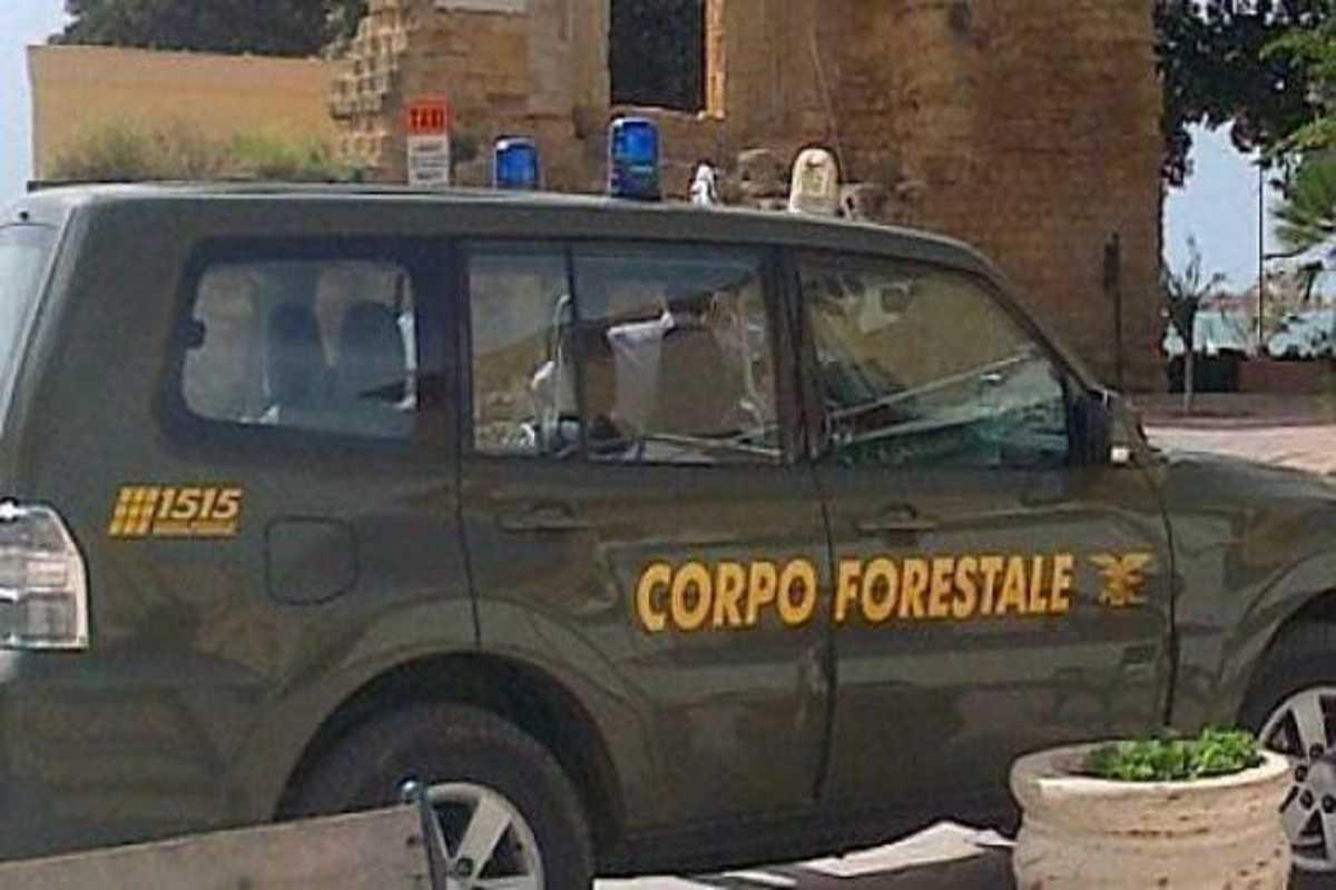 Sospeso il concorso dei forestali in sicilia: cosa succede ora?