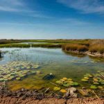 Sostanze chimiche in eccesso nella riserva dello stagnone di marsala: un allerta ambientale