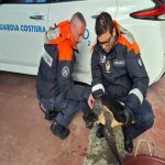 Tartaruga caretta caretta liberata dopo un drammatico salvataggio a siracusa