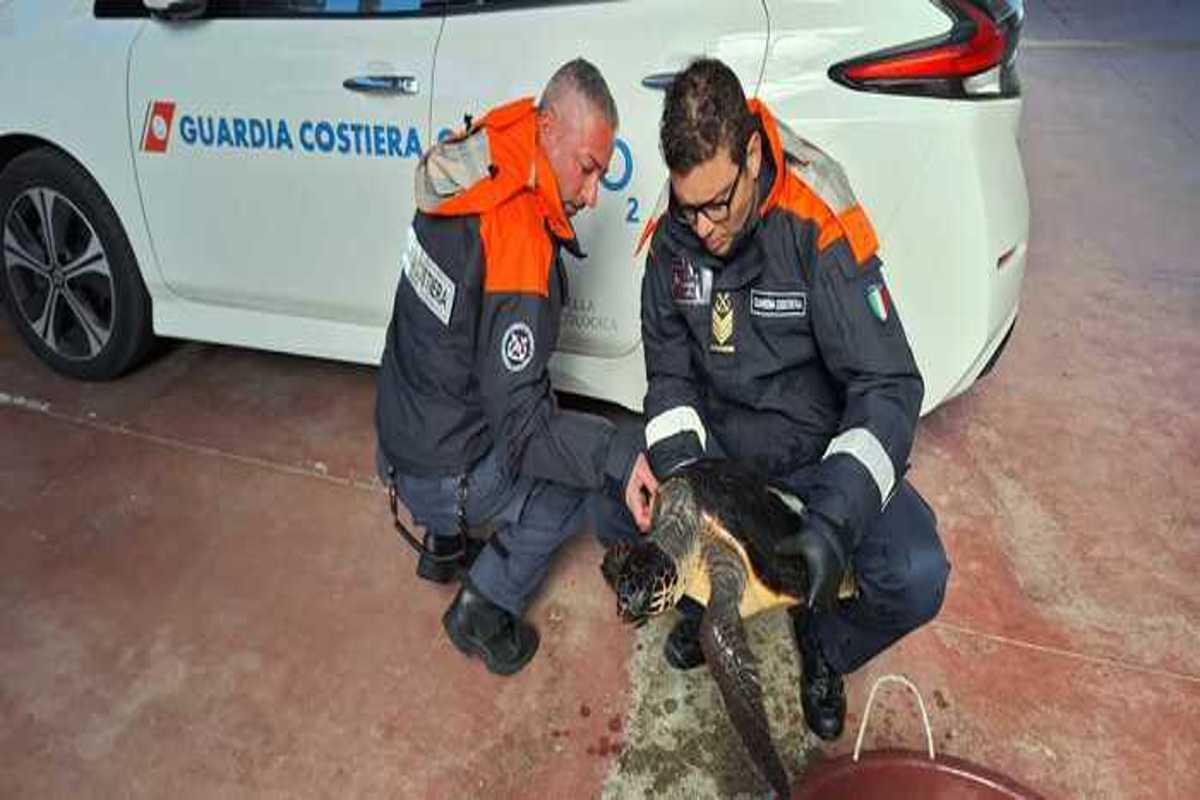 Tartaruga caretta caretta liberata dopo un drammatico salvataggio a siracusa