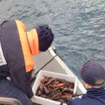 58 sequestri di pesce: un colpo da 133 tonnellate da parte della capitaneria