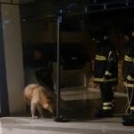 Cane in difficoltà: i vigili del fuoco intervengono e lo salvano dalla piscina