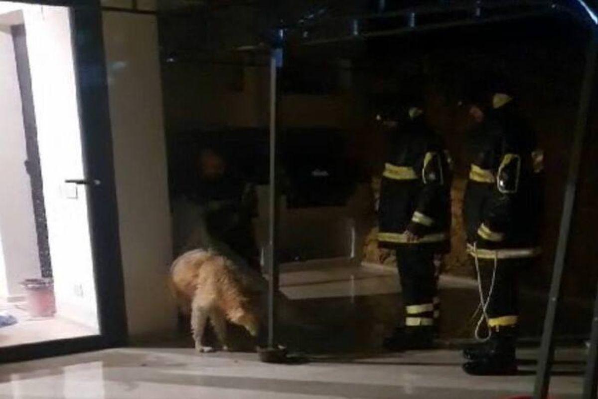 Cane in difficoltà: i vigili del fuoco intervengono e lo salvano dalla piscina