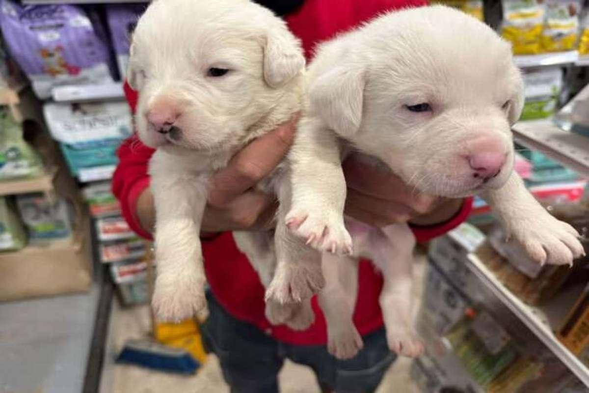 Cuccioli abbandonati in una scatola: il colpevole catturato dalle telecamere