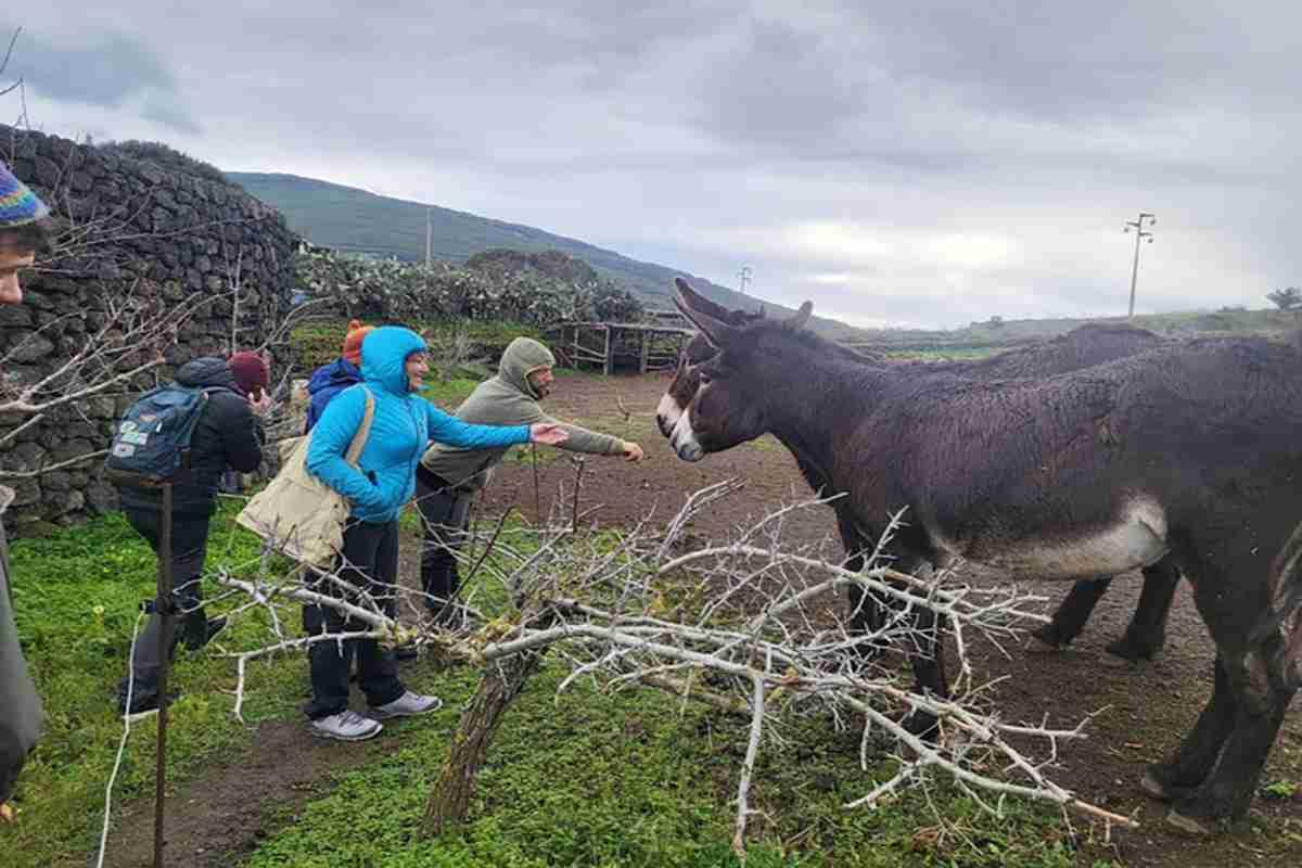 Il parco di pantelleria: un asino come attrazione turistica