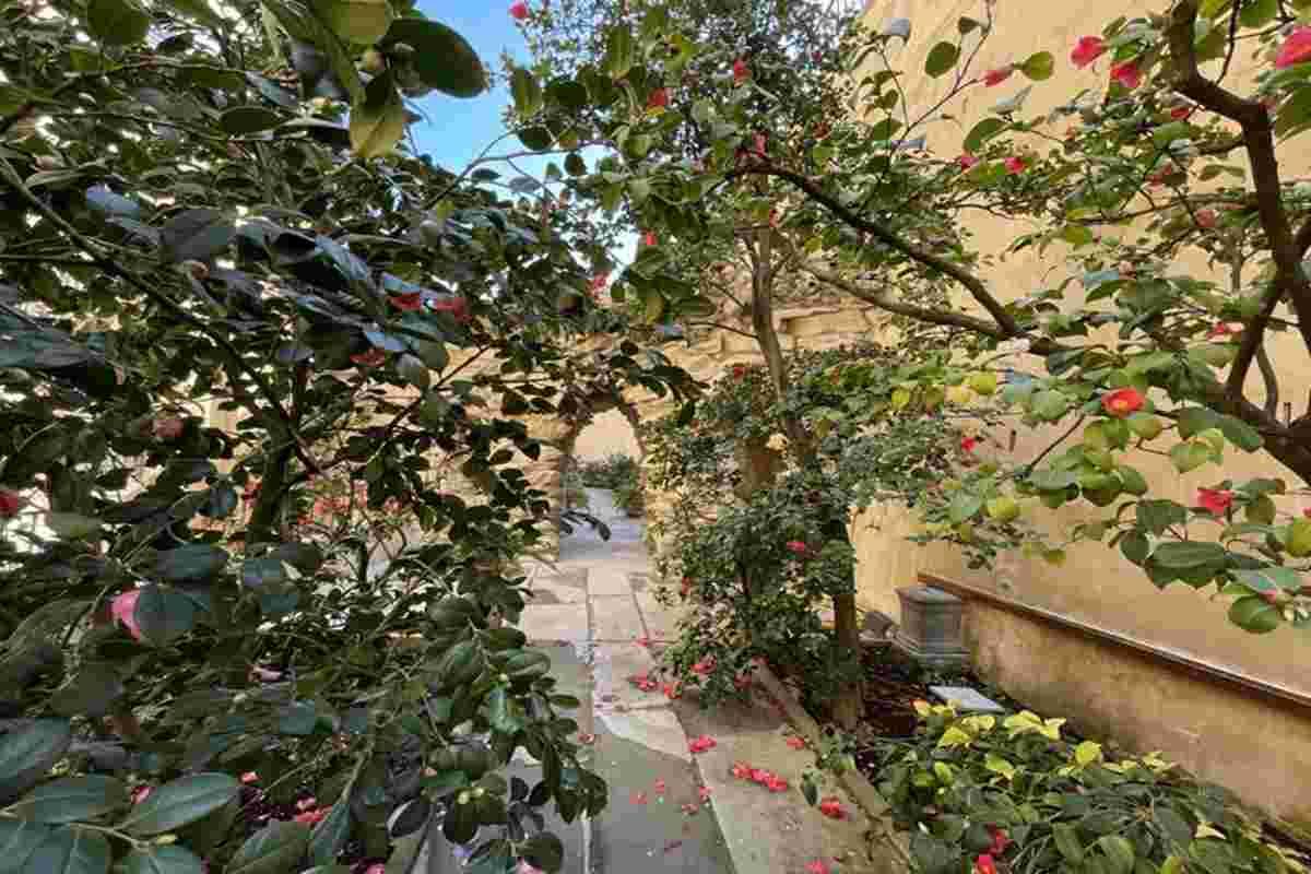 Scoprite il giardino nascosto delle camelie a boboli